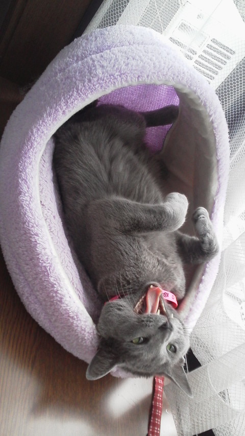 �F�ƒK�ƈ��L(�l���������r�s�d�k�k�`)�̐���