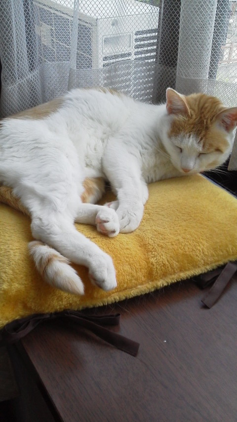 �F�ƒK�ƈ��L(�l���������r�s�d�k�k�`)�̐���