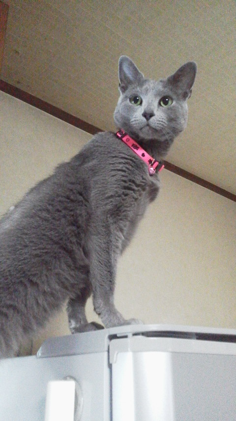 �F�ƒK�ƈ��L(�l���������r�s�d�k�k�`)�̐���