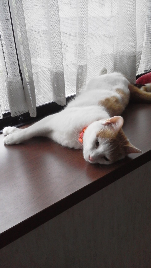 �F�ƒK�ƈ��L(�l���������r�s�d�k�k�`)�̐���