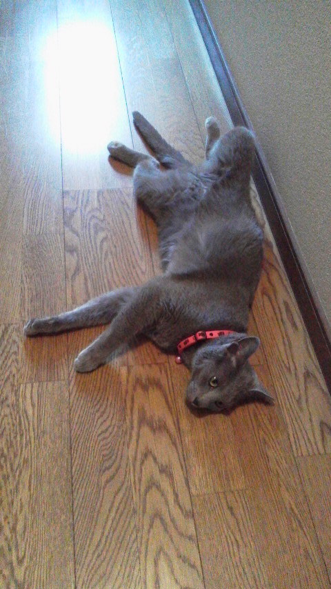 �F�ƒK�ƈ��L(�l���������r�s�d�k�k�`)�̐���