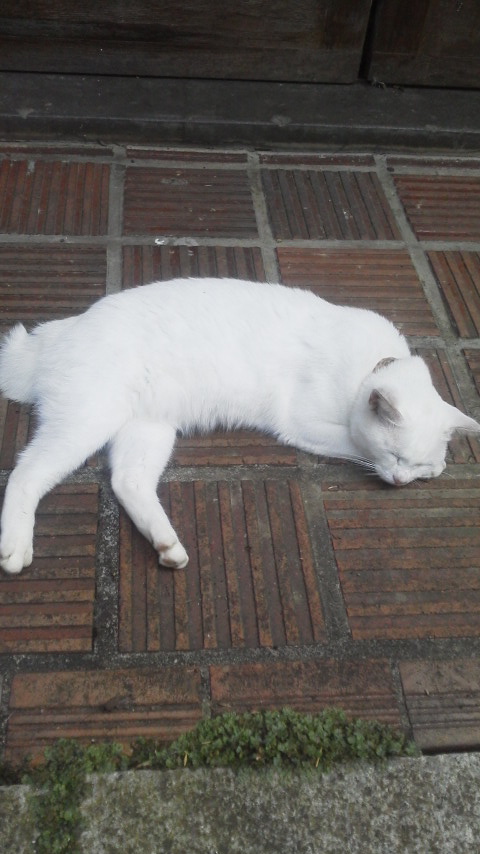 �F�ƒK�ƈ��L(�l���������r�s�d�k�k�`)�̐���