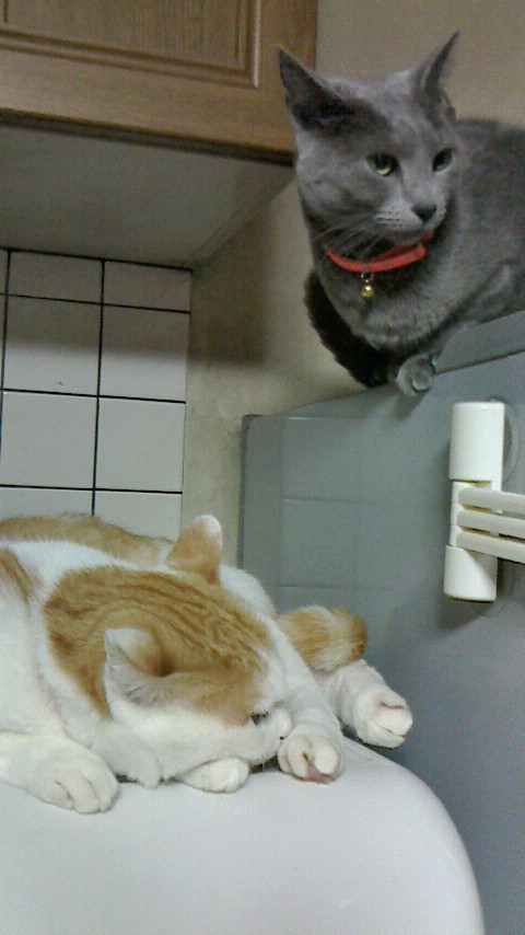 �F�ƒK�ƈ��L(�l���������r�s�d�k�k�`)�̐���