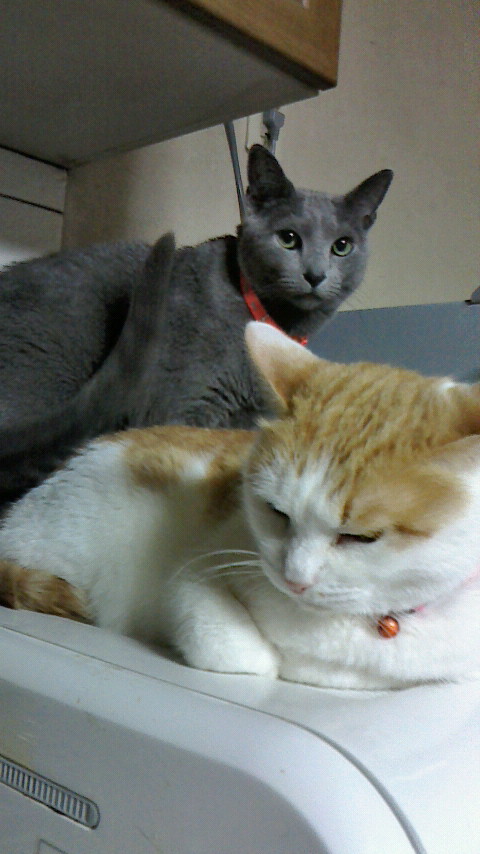 �F�ƒK�ƈ��L(�l���������r�s�d�k�k�`)�̐���