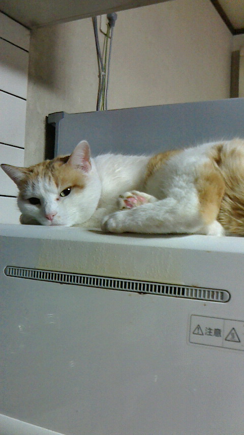 �F�ƒK�ƈ��L(�l���������r�s�d�k�k�`)�̐���