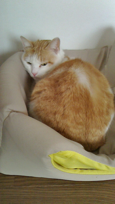 �F�ƒK�ƈ��L(�l���������r�s�d�k�k�`)�̐���