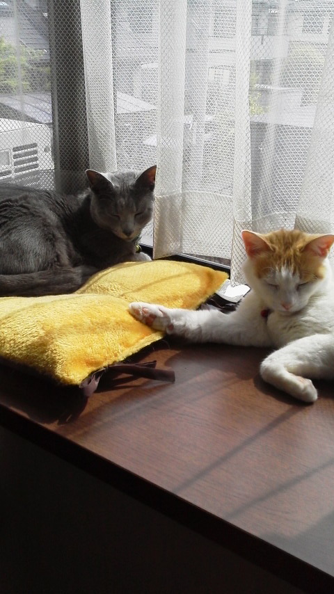 �F�ƒK�ƈ��L(�l���������r�s�d�k�k�`)�̐���