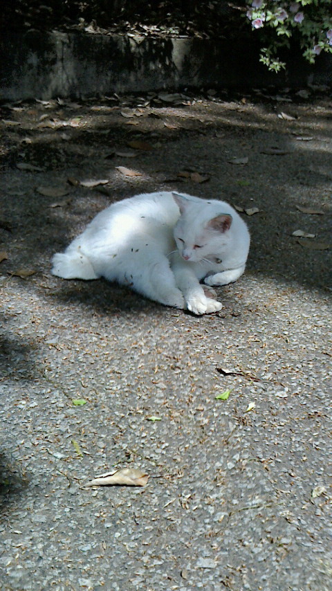 �F�ƒK�ƈ��L(�l���������r�s�d�k�k�`)�̐���