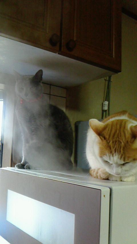 �F�ƒK�ƈ��L(�l���������r�s�d�k�k�`)�̐���