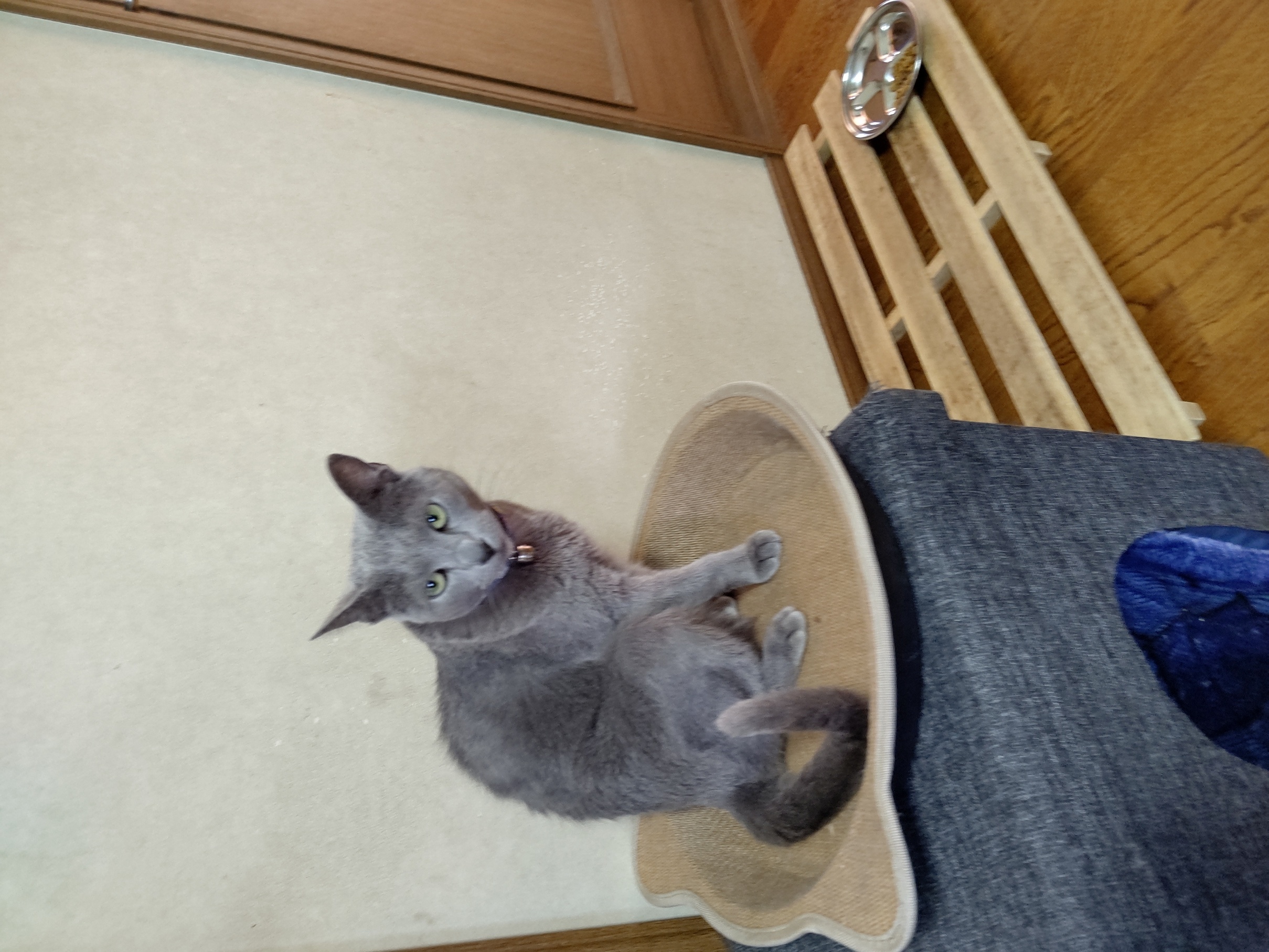 �X�e���Ƃ̕ʂ�i�F�ƒK�ƈ��L(�l���������r�s�d�k�k�`)�̐����j