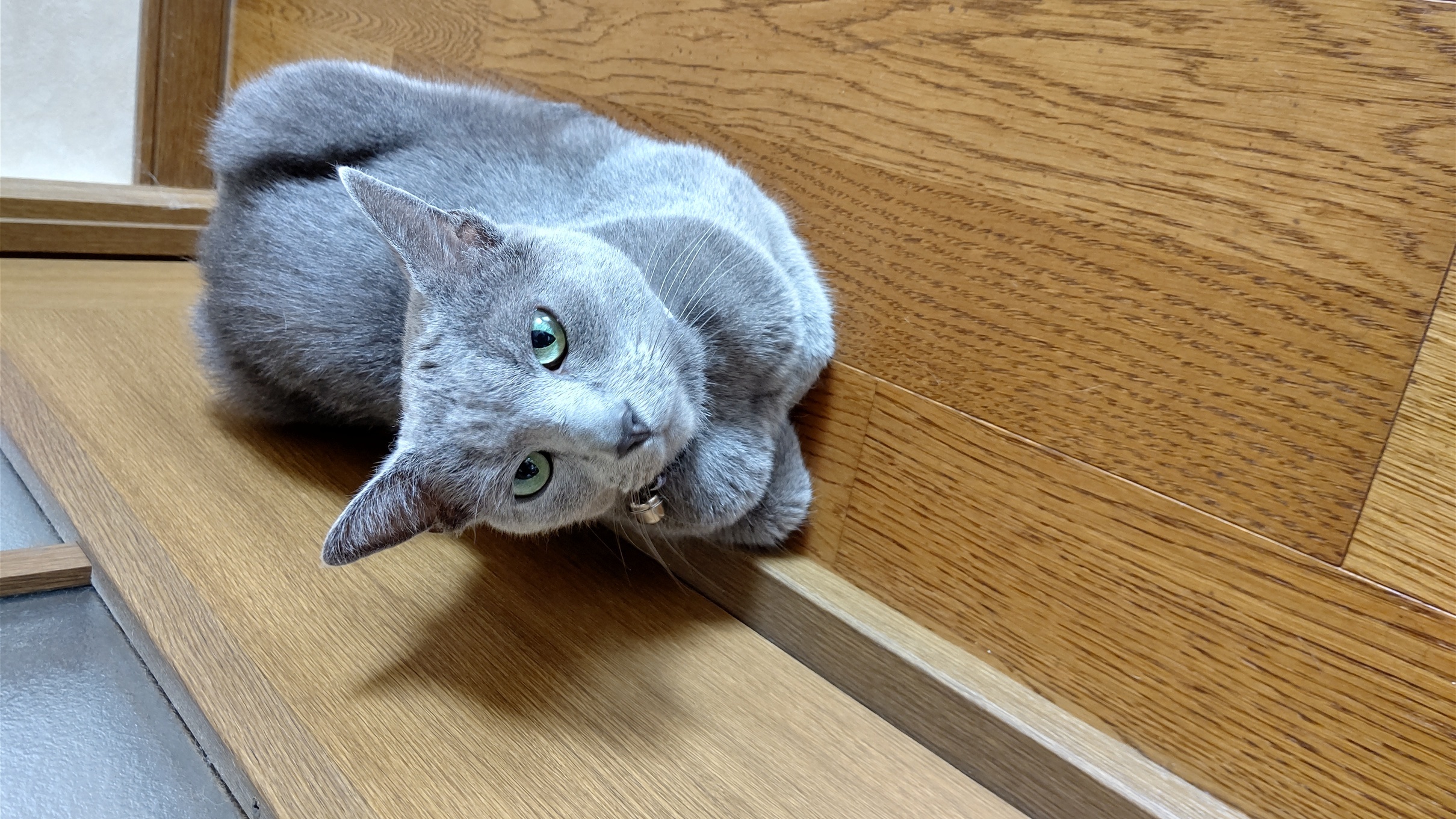 �X�e���̎v���o�i�F�ƒK�ƈ��L(�l���������r�s�d�k�k�`)�̐����j