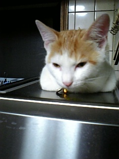 �F�ƒK�ƈ��L(�l���������r�s�d�k�k�`)�̐���