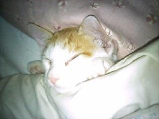 �F�ƒK�ƈ��L(�l���������r�s�d�k�k�`)�̐���