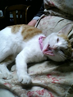 �F�ƒK�ƈ��L(�l���������r�s�d�k�k�`)�̐���