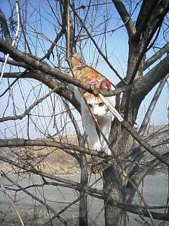 �F�ƒK�ƈ��L(�l���������r�s�d�k�k�`)�̐���