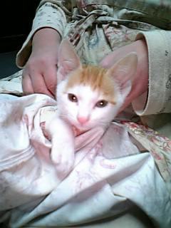 �F�ƒK�ƈ��L(�l���������r�s�d�k�k�`)�̐���