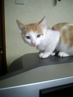 �F�ƒK�ƈ��L(�l���������r�s�d�k�k�`)�̐���