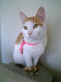 �F�ƒK�ƈ��L(�l���������r�s�d�k�k�`)�̐���