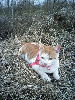 �F�ƒK�ƈ��L(�l���������r�s�d�k�k�`)�̐���