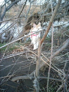 �F�ƒK�ƈ��L(�l���������r�s�d�k�k�`)�̐���