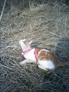 �F�ƒK�ƈ��L(�l���������r�s�d�k�k�`)�̐���