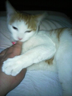 �F�ƒK�ƈ��L(�l���������r�s�d�k�k�`)�̐���