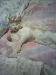 �F�ƒK�ƈ��L(�l���������r�s�d�k�k�`)�̐���