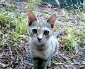 �F�ƒK�ƈ��L(�l���������r�s�d�k�k�`)�̐���