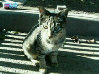 �F�ƒK�ƈ��L(�l���������r�s�d�k�k�`)�̐���