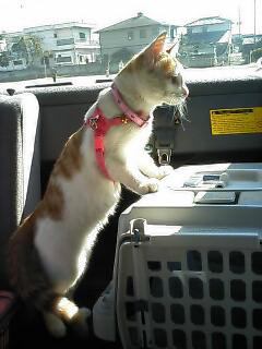 �F�ƒK�ƈ��L(�l���������r�s�d�k�k�`)�̐���