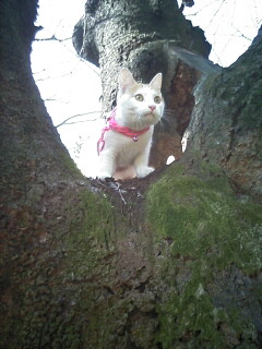 �F�ƒK�ƈ��L(�l���������r�s�d�k�k�`)�̐���