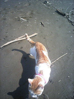 �F�ƒK�ƈ��L(�l���������r�s�d�k�k�`)�̐���