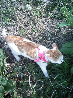 �F�ƒK�ƈ��L(�l���������r�s�d�k�k�`)�̐���