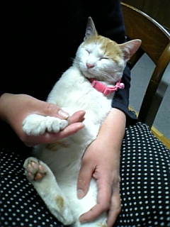 �F�ƒK�ƈ��L(�l���������r�s�d�k�k�`)�̐���