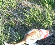 �F�ƒK�ƈ��L(�l���������r�s�d�k�k�`)�̐���