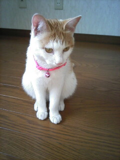 �F�ƒK�ƈ��L(�l���������r�s�d�k�k�`)�̐���