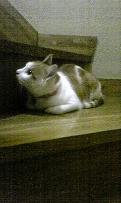 �F�ƒK�ƈ��L(�l���������r�s�d�k�k�`)�̐���