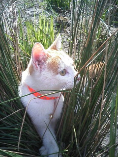 �F�ƒK�ƈ��L(�l���������r�s�d�k�k�`)�̐���