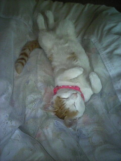 �F�ƒK�ƈ��L(�l���������r�s�d�k�k�`)�̐���