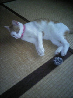 �F�ƒK�ƈ��L(�l���������r�s�d�k�k�`)�̐���