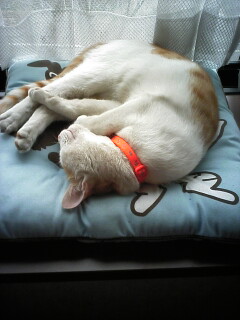 �F�ƒK�ƈ��L(�l���������r�s�d�k�k�`)�̐���