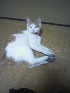 �F�ƒK�ƈ��L(�l���������r�s�d�k�k�`)�̐���