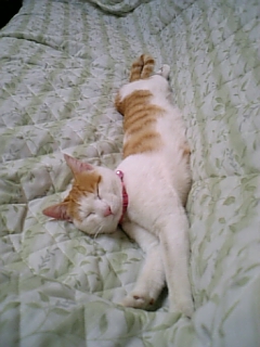 �F�ƒK�ƈ��L(�l���������r�s�d�k�k�`)�̐���