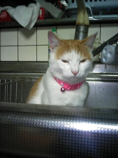 �F�ƒK�ƈ��L(�l���������r�s�d�k�k�`)�̐���