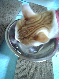 �F�ƒK�ƈ��L(�l���������r�s�d�k�k�`)�̐���