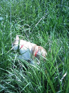 �F�ƒK�ƈ��L(�l���������r�s�d�k�k�`)�̐���