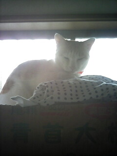 �F�ƒK�ƈ��L(�l���������r�s�d�k�k�`)�̐���