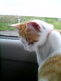 �F�ƒK�ƈ��L(�l���������r�s�d�k�k�`)�̐���