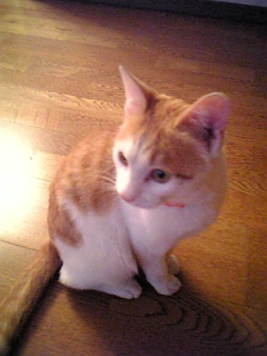 �F�ƒK�ƈ��L(�l���������r�s�d�k�k�`)�̐���