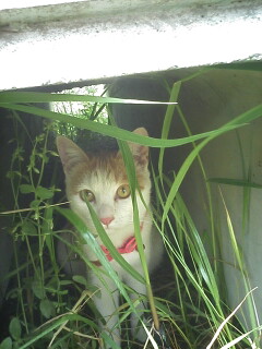 �F�ƒK�ƈ��L(�l���������r�s�d�k�k�`)�̐���